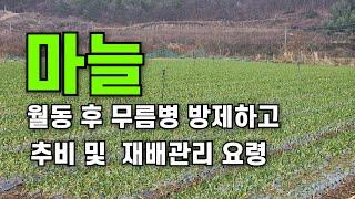 마늘 월동 후 무름병 방제하고 추비 및 재배관리요령