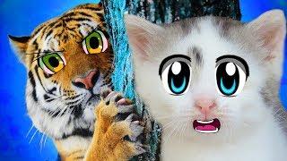 КОШКА МУРКА и ТИГРЫ с TIGER KINGDOM ПХУКЕТ! А ну-ка Давай-ка в КОРОЛЕВСТВЕ ТИГРОВ! ОГРОМНЫЕ ПИТОМЦЫ