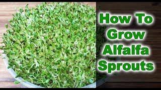 How To Grow Alfalfa Sprouts - 3 EASY Steps! (2019)