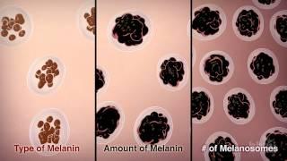 How We Get Our Skin Color | HHMI BioInteractive Video