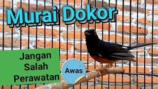 Murai Batu Dorong Ekor agar cepat Panjang || Perawatan Murai Dorong Ekor