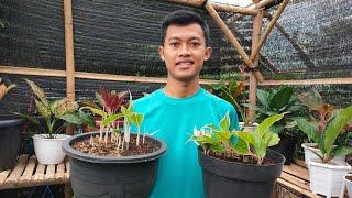 CARA MUDAH MEMPERBANYAK AGLONEMA // SISTEM POTONG INDUK