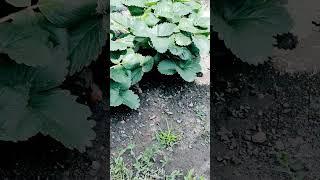 Абдуллох домла. Риск аллохлан