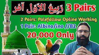 Rabi ul Awwal Offer||3 pairs in One deal||Best offer for new fanciers||how to start lovebirds setup|