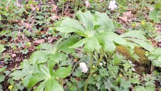 Capital Naturalist: Mayapples