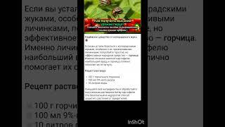 какие средства применяют для защиты картофеля от колорадского жука