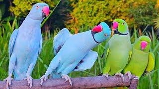 Funny Parrots Video Talking