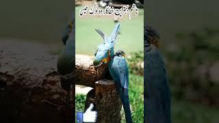 Hadees e nabvi Urdu translation Hussaini HD TV