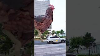 When the Rooster Rules the Road | #RoosterWalk #TinyBuilding #FunnyAnimals ##AnimalShorts #pets