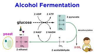 Anaerobic Respiration and Fermentation