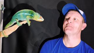 I Fed a Chameleon From My Mouth To Study Its Mouth ( In Slow Motion) | Smarter Every Day 180