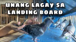 UNANG LAGAY SA LANDING BOARD |Reggie Cruz Loft & Aviary #reggiecruzloftandaviary #racingpigeon