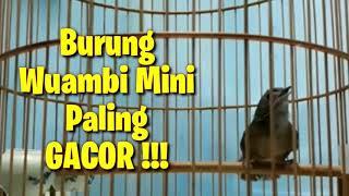 Wambi Mini Paling Gacor Tiada Yang Lain