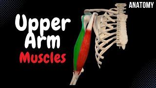 Muscles of the Arm (Division, Origin, Insertion, Function)