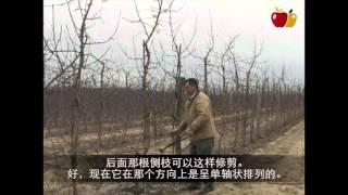Tall Spindle Orchards: Pruning Mature Trees-Part 2 (Chinese)