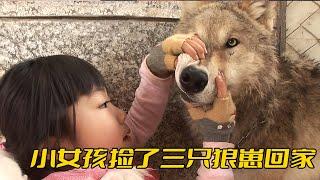 “狼王”被小女孩養成了二哈，連土狗都打不過，被揍得落荒而逃