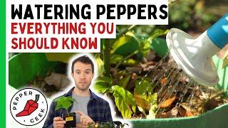 Watering Pepper Plants - When To Water (And When Not To) - In Depth Guide
