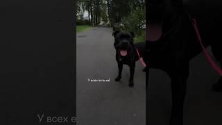 Моя талантливая девочка  А какие таланты есть #staffy #стаффбуль у ваших ?