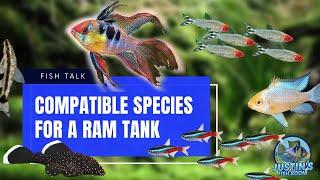 Compatible Ram Cichlids Tank Mates *My Experience With Compatible Species*