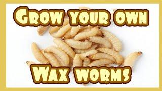 How to Grow Wax Worms