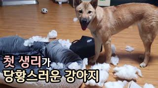 처음 느끼는 생리통으로 어쩔 줄 모르는 강아지 ㅣ 진돗개계피 ㅣ Korean Jindo Dog