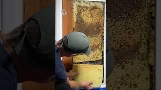 Wall of Gold & 30,000 Bees  #beeremoval #beerescue #honeycomb