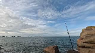 Pêche du bord en Bretagne d'un bar au leurre de surface en zone rocheuse