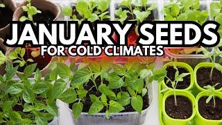 January Seed Starting in COLD Climates