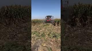 Swathing Milo