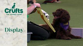 Talented Dogs = Wholesome content! ️ Dog Activities Display | Crufts 2024