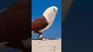 #pura #video #tamil #pura#whatsappstatus #indian  #pigeons #viral #video #love