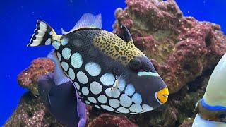 Clown Triggerfish Care Guide - Predator & Big Fish FOWLR Tank