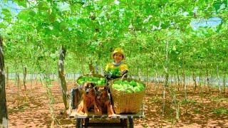 Harvesting Chayote & Goes To Market Sell - Feed the Dog, Bath the Dog, Farming | Tieu Lien
