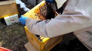 Пчеловодство! Замена ульевых доньев и беглый осмотр №1