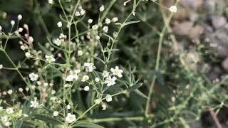 Gypsophila paniculata, Schleierkraut