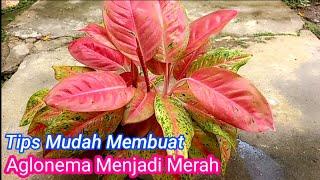 Cara membuat Daun Aglaonema Menjadi Merah