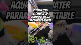 Keeping Your GloFish Tetra Aquarium Water Parameters Stable ⁉️