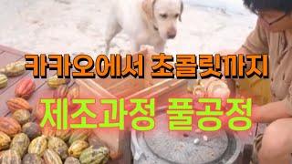 [나무] 카카오에서 초콜릿까지 제조과정 풀공정  Theobroma cacao