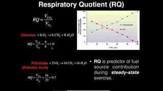 Exercise Physiology | Respiratory Quotient (RQ): What is it?