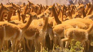 Vicuña – The Golden Fleece