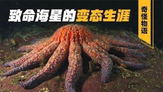 海星吃东西的样子有多恐怖？｜ 世间放映厅