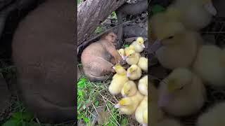 Funny Animals Compilation 2024  - Cute Dog And Ducks