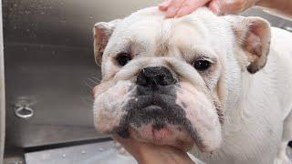 English Bulldog Gets Tail Pocket Cleaned | Bulldog Grooming | Bulldog 101