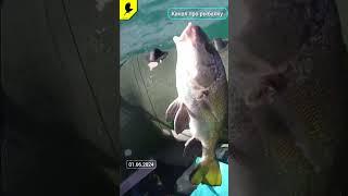 Морская рыбалка  #fishing #рыбалкавидео #морскаярыбалка #2024 #лаврак #барабулька #ставрида