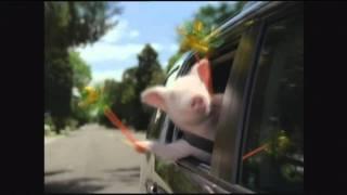 GEICO Commercial - Did the little piggy cry wee wee wee all the way home?