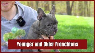 How big will a Frenchton get and How will a Frenchton look when they are older?