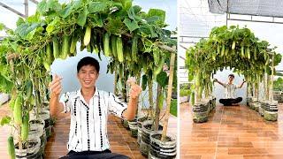 Super Easy Cucumber Growing – Beautiful Climbing Trellis, Amazing Yield!