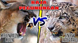 PUMA VS MACAN TUTUL SALJU ‼️ Siapa Raja Pengunungan yang Sesungguhnya ⁉️