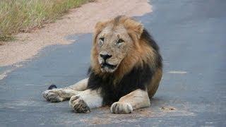 SOUTH AFRICA the big five at Kruger national park (hd-video).