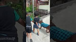 Ketika Bagas Rebutan Sama Ara Ajak Anjing Pitbull Pulang Ke Rumah. Sama Papa Aja Ada Musuhnya ‍️